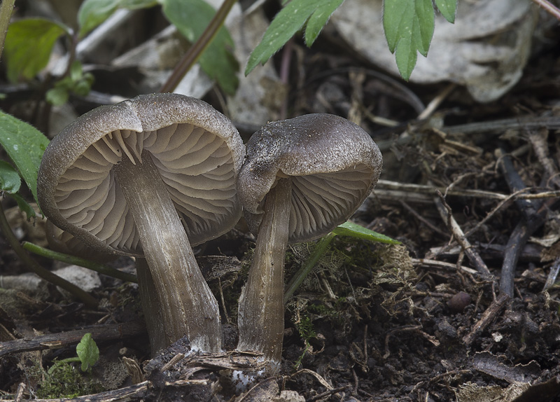 Entoloma vernum